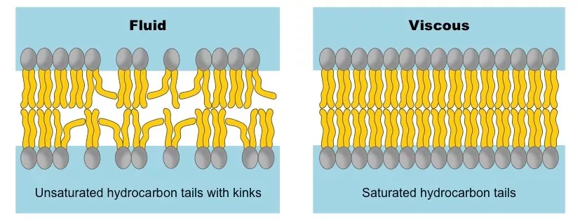 Illustration showing the effect of saturated and unsaturated carbon on membrane fluidity