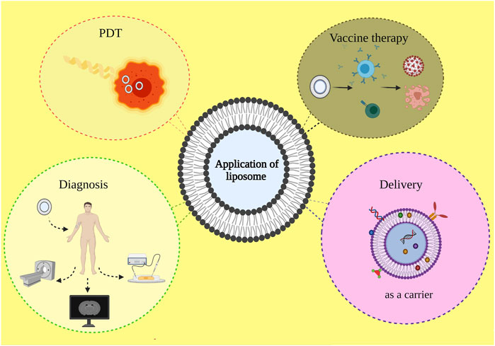 Illustration of different application areas of liposomes