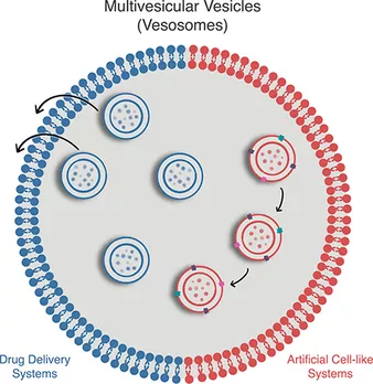 Multivesicular liposomes/vesicles (MVV)