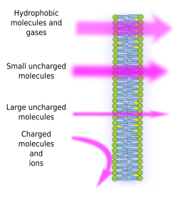 Permeability of molecules across the membrane