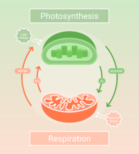 Photosynthesis-and-Respiration