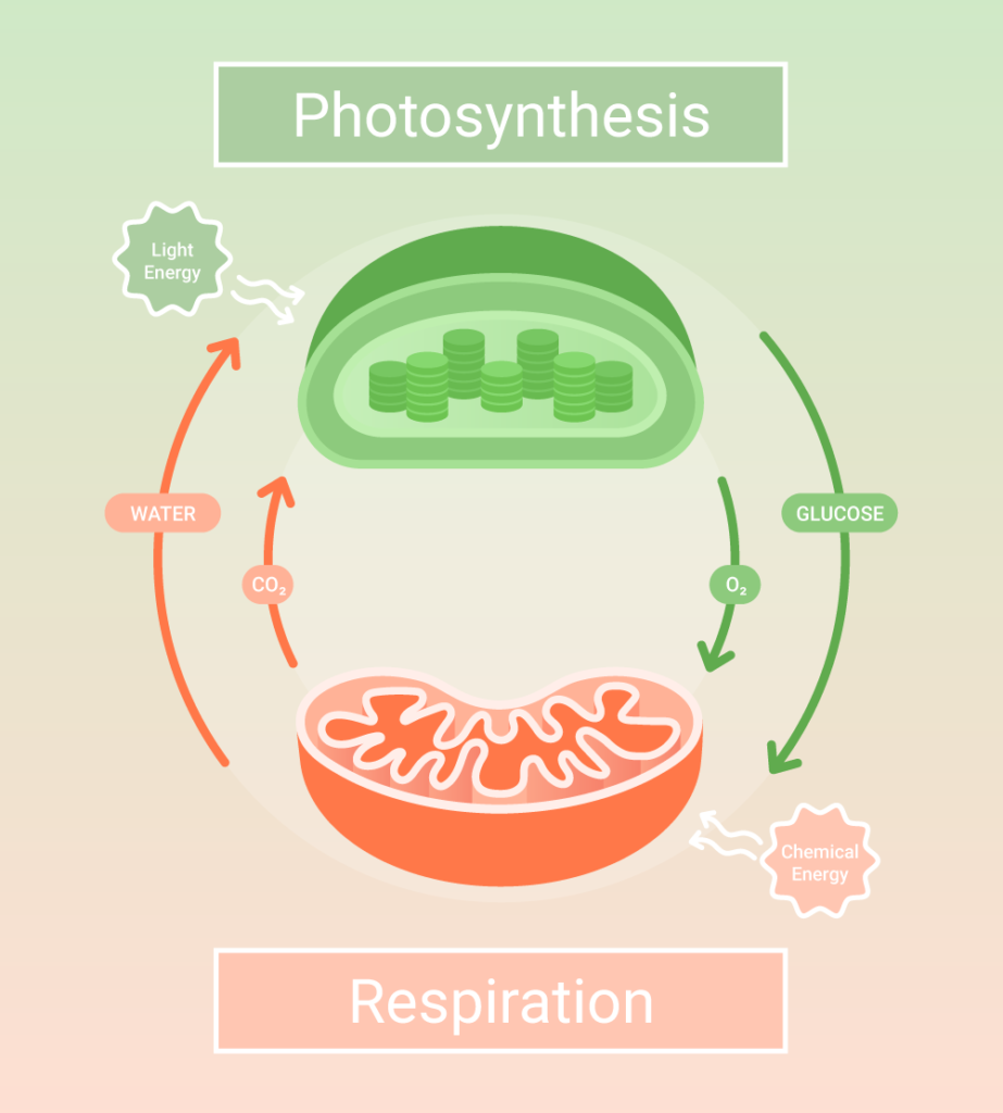 https://conductscience.com/wp-content/uploads/2021/11/Photosynthesis-Respiration-923x1024.png