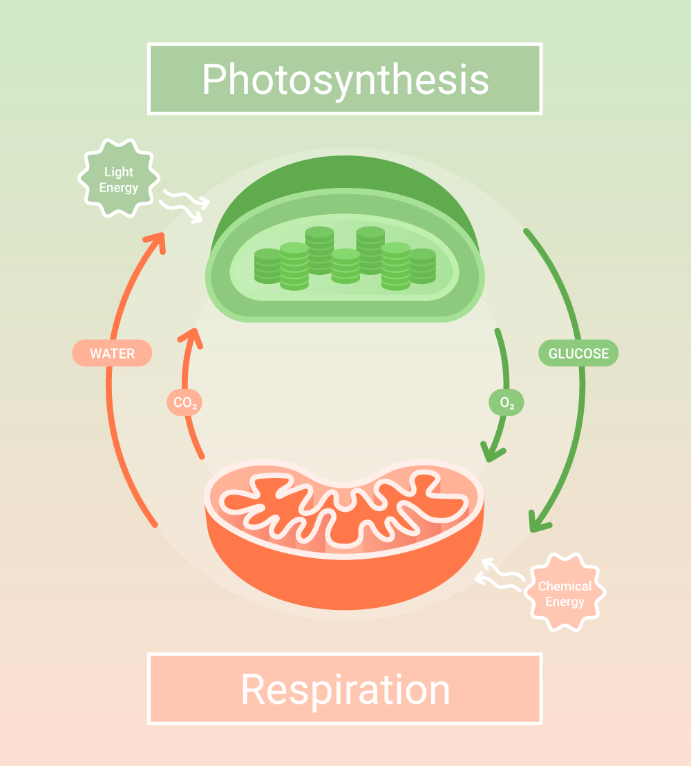 relationship between photosynthesis and cellular respiration cycle