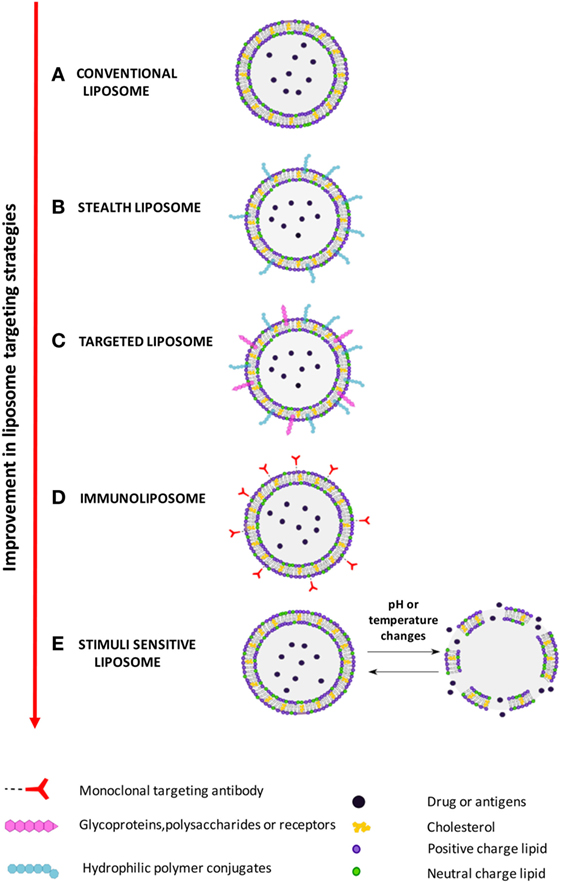 different types of liposomes based on their composition and targeting strategies