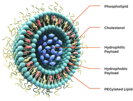 Liposomes: Structure, Classification, and Applications – Conduct Science