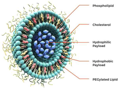 Liposome and its structural components