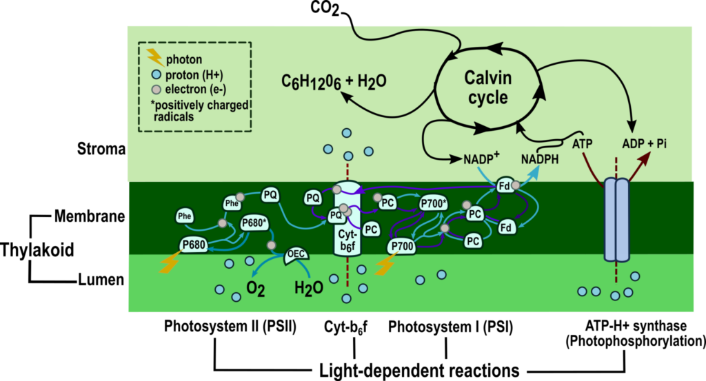 Illustration on the mechanism of photosynthesis