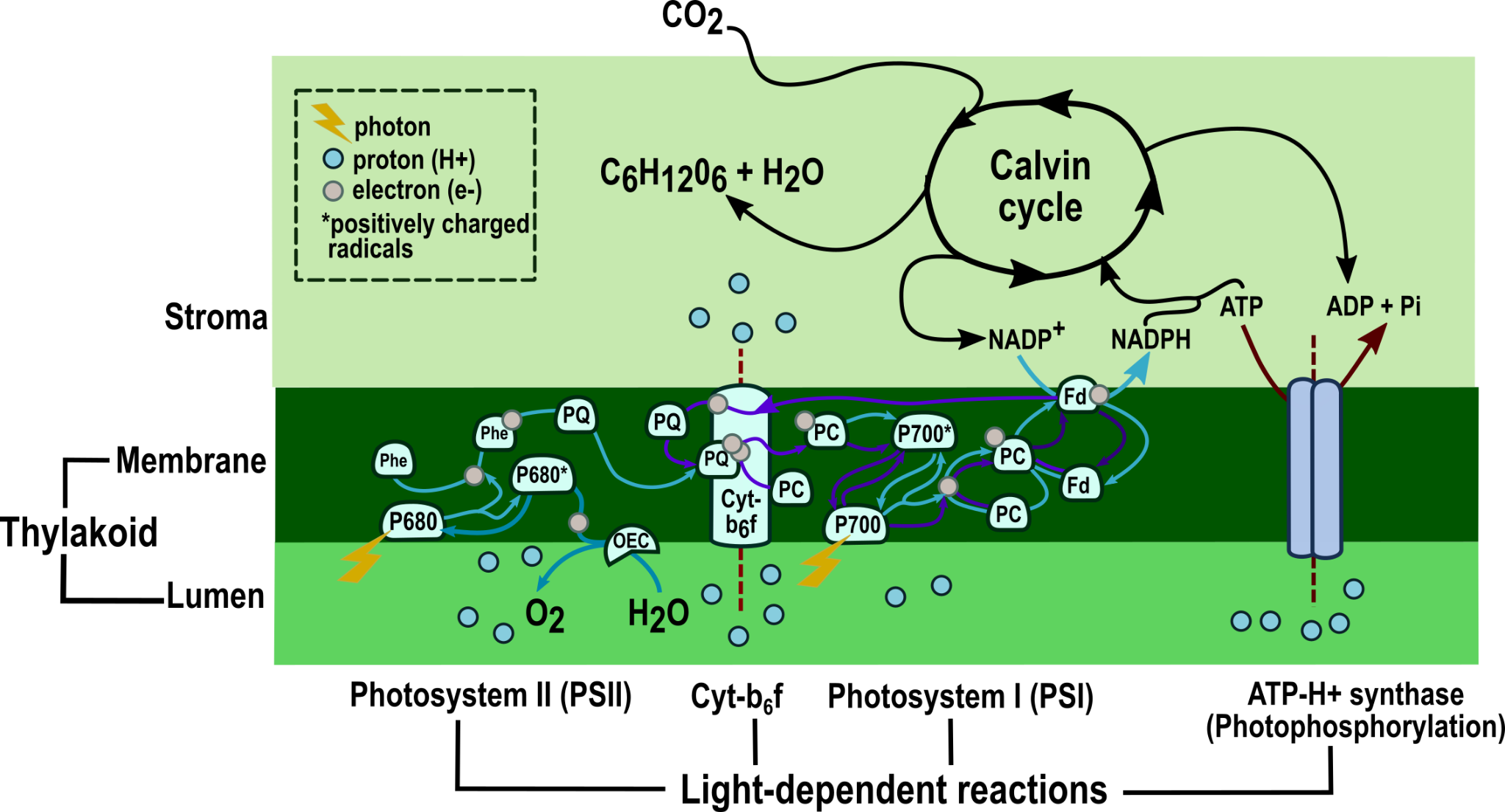 Photosynthesis Enzymes