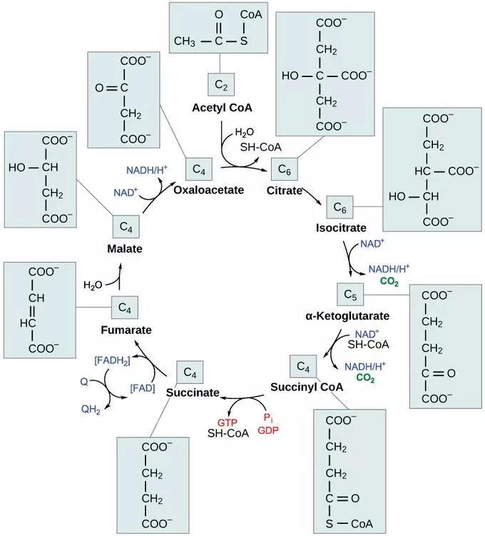Krebs cycle