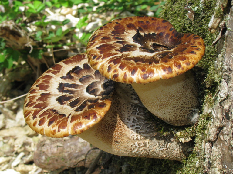 Polyporus squamosus mushroom