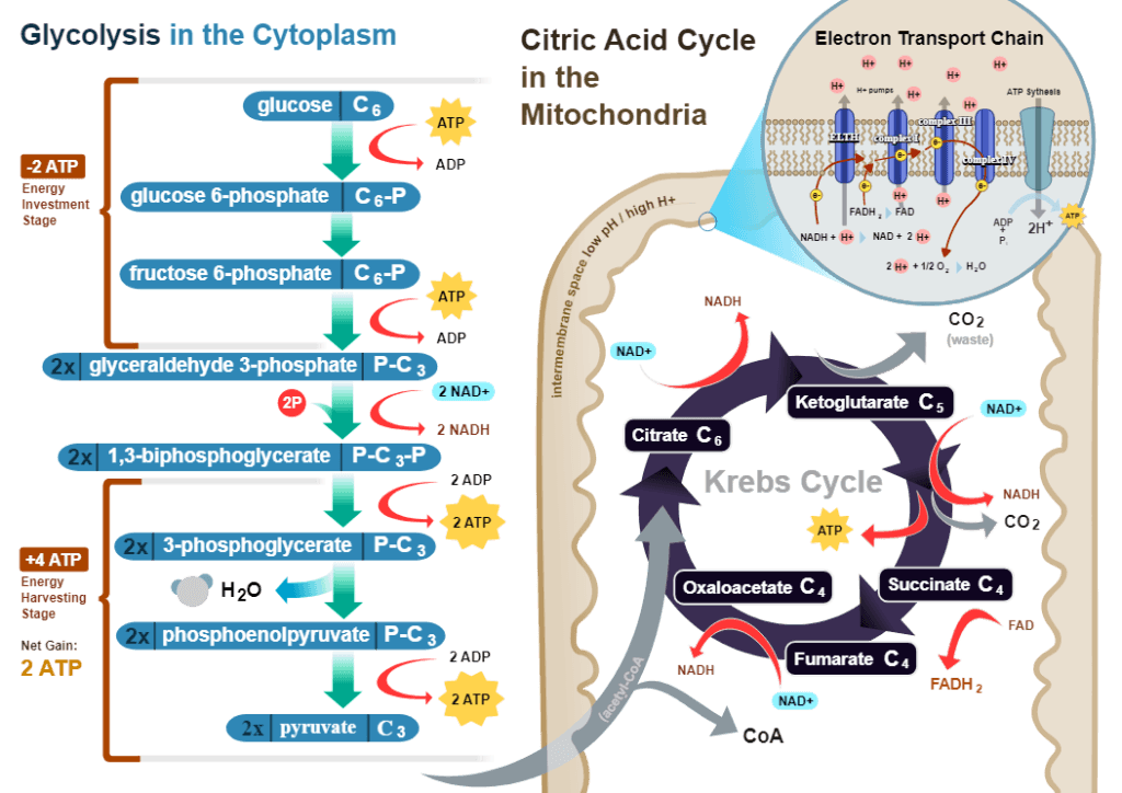 cellular-respiration-equation-steps-types-and-importance