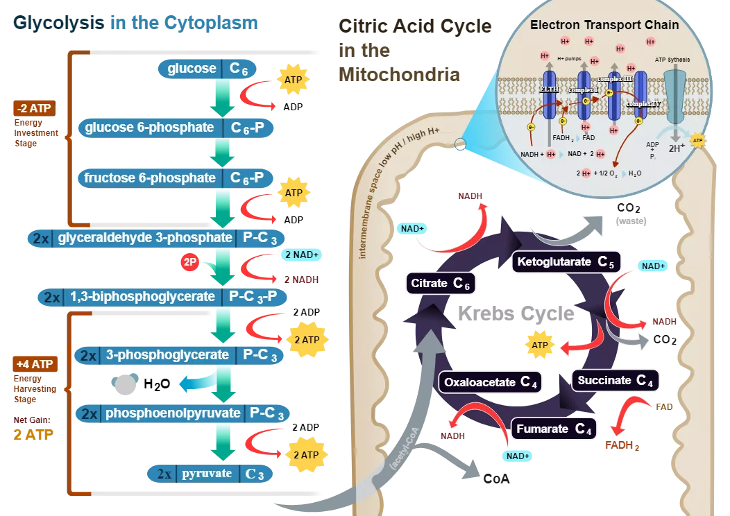 Structural Features of Mitochondria and the Overview of Aerobic Respiration