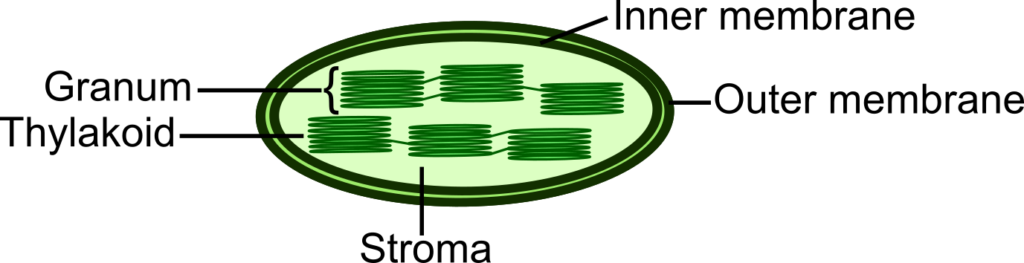 Structural features of chloroplasts