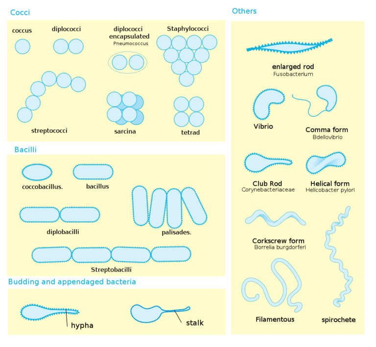 various shapes of bacteria