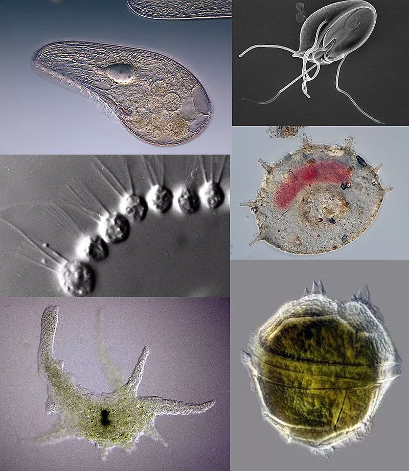 microscopic images of different protozoan species