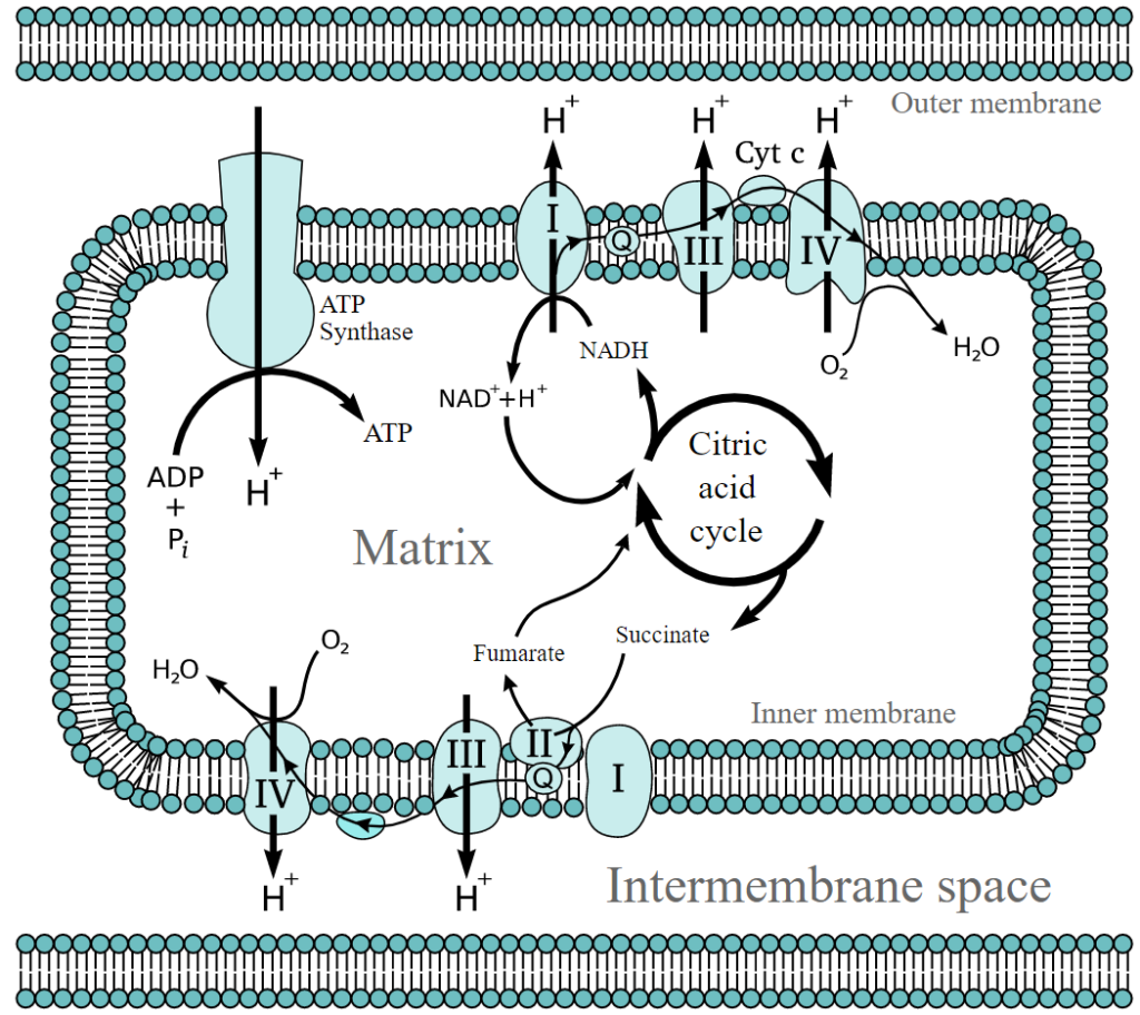 Electron Transport Chain and the enzyme ATP synthase