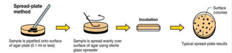 Spread plate technique illustration