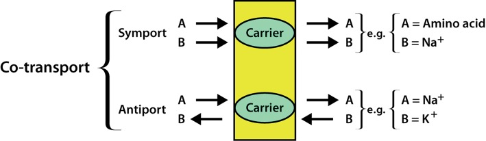 Co-transport types