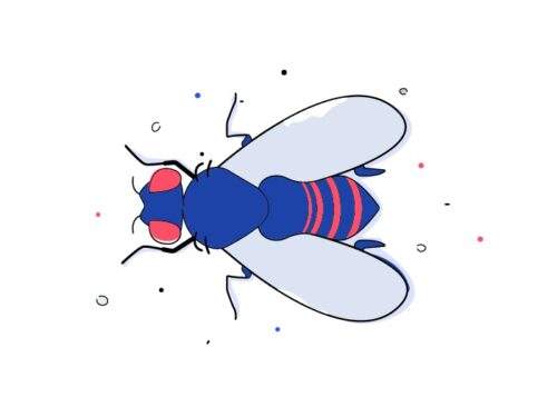 Drosophila Anesthesia