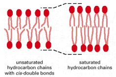 Effect of unsaturated fatty acids on membrane fluidity