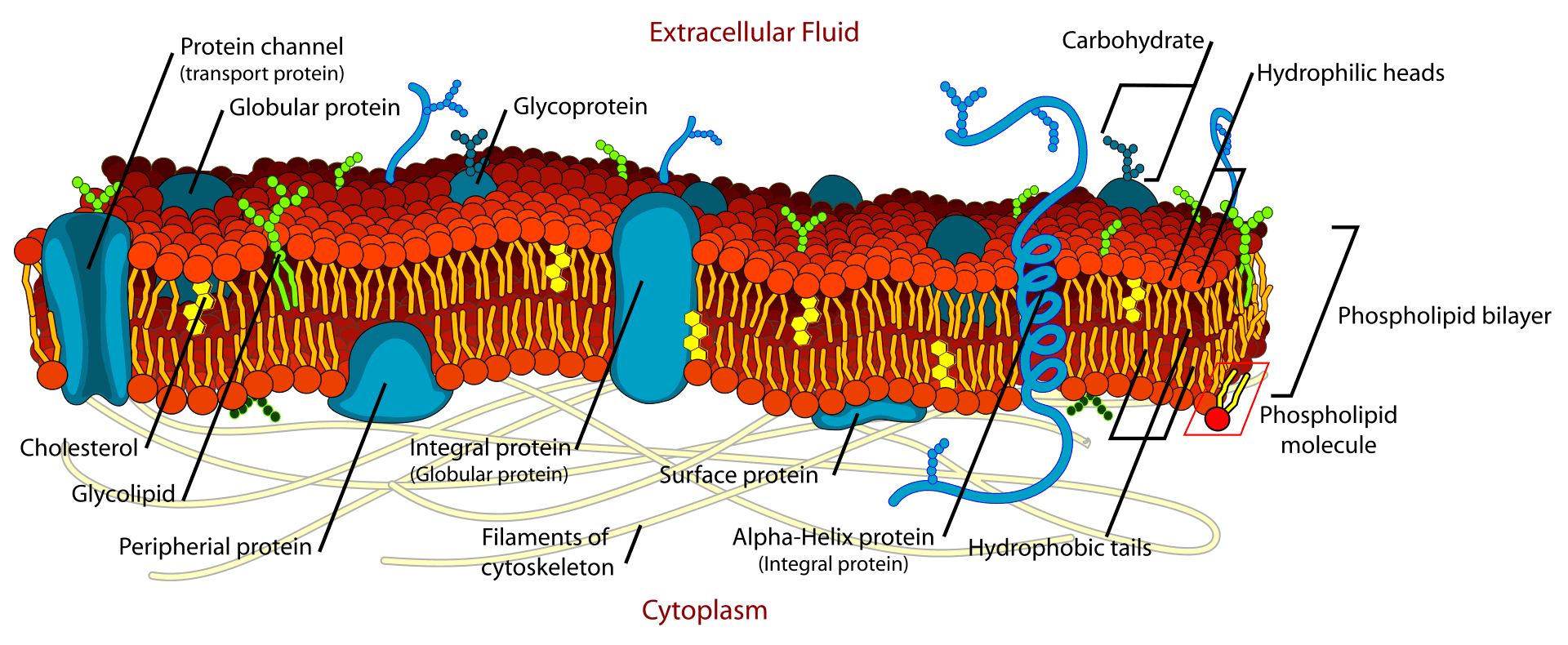 Biological Membrane: Definition, Structure, Components, and Functions