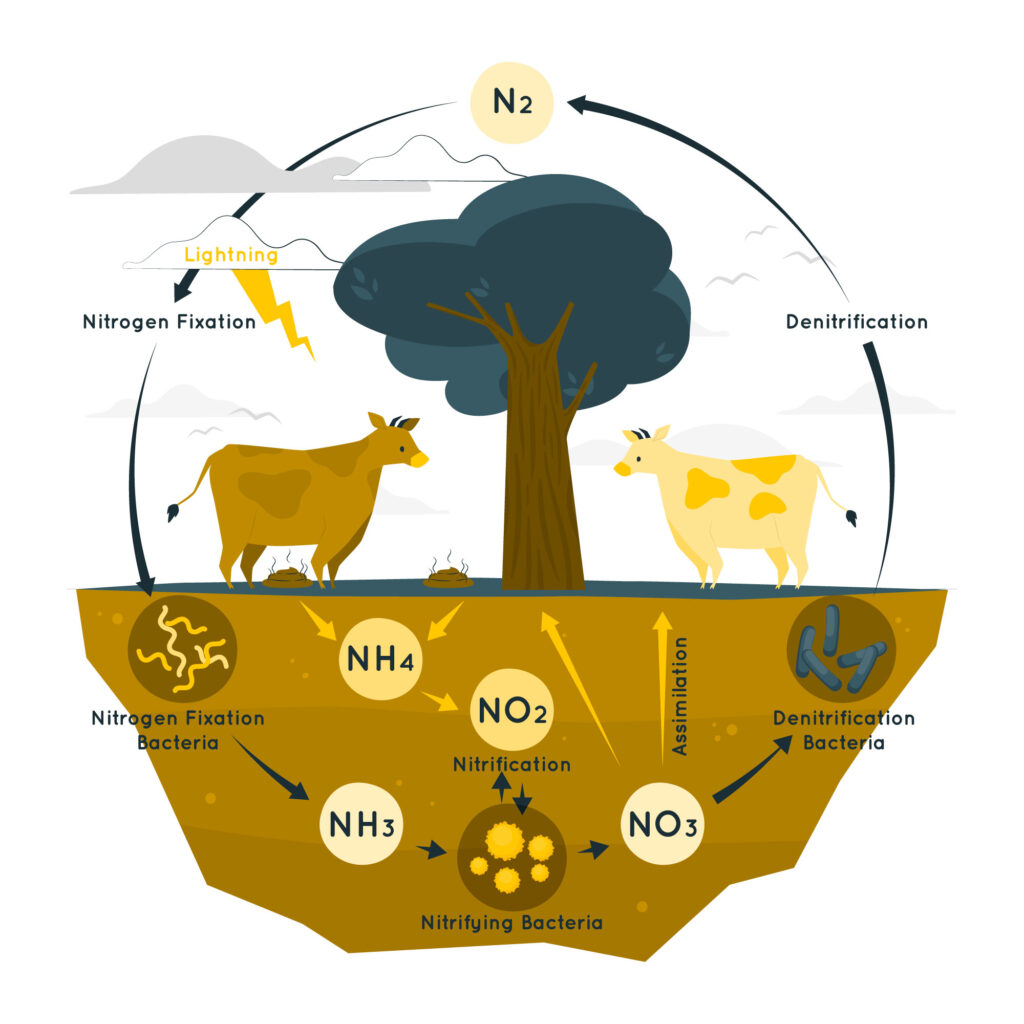 Nitrogen cycle steps diagram