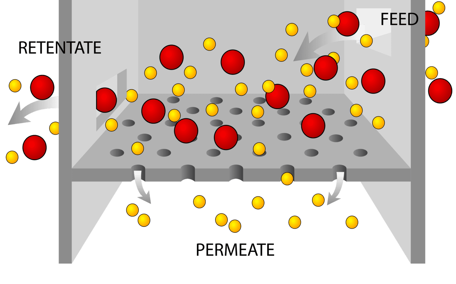 Passive Transport Types and Examples Conduct Science