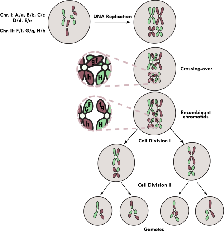 Process of meiosis in eukaryotes