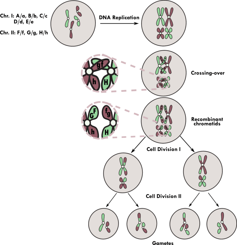 Process of meiosis in eukaryotes