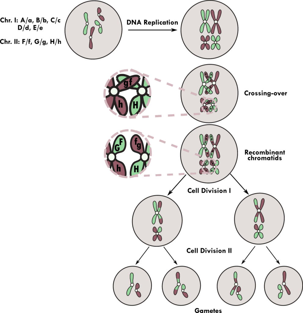 Biological Relevance of Gene Shuffling