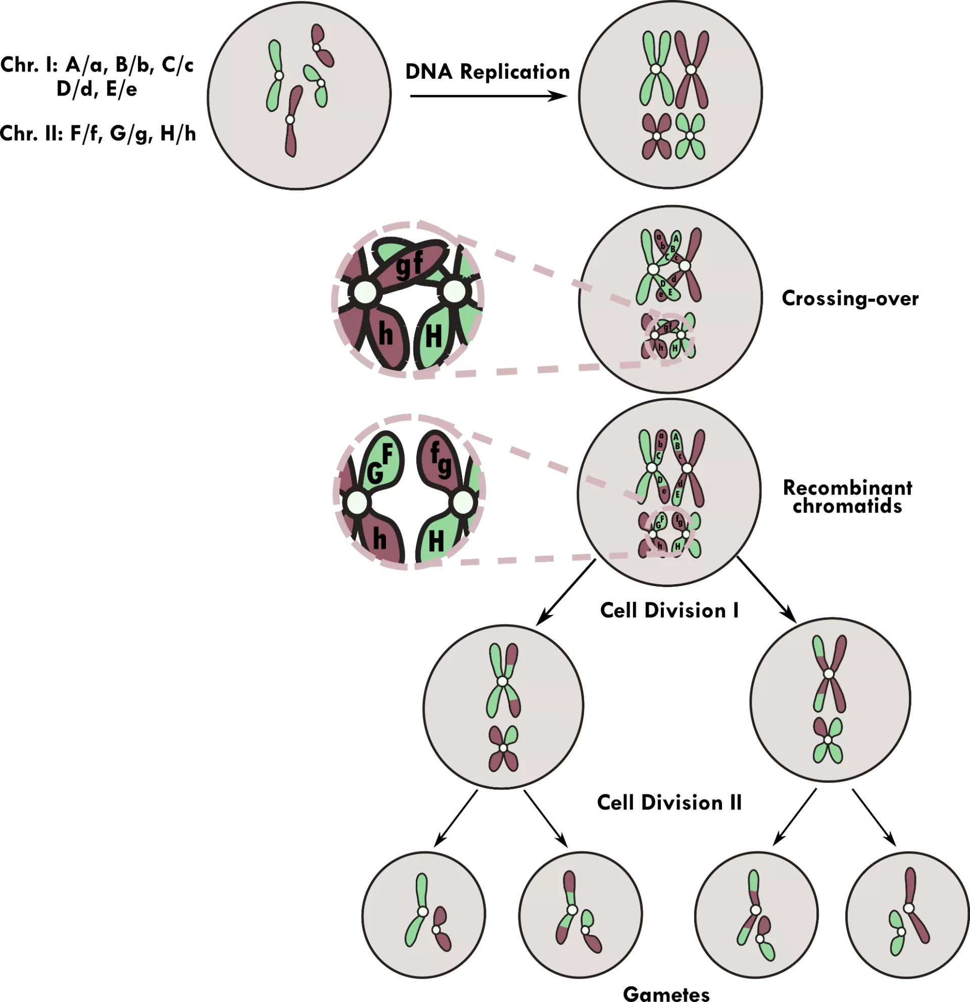 Process of meiosis in eukaryotes