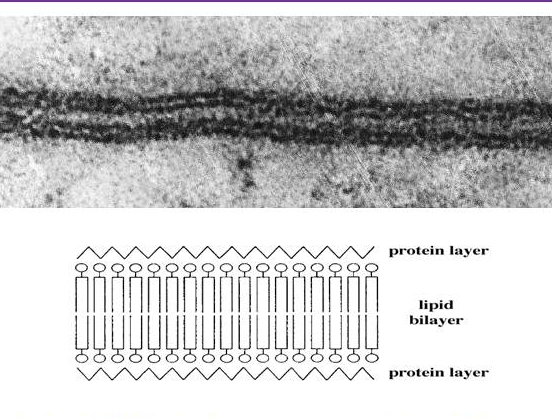 Robertson’s unit membrane model