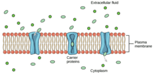 Passive Transport: Types and Examples - Conduct Science