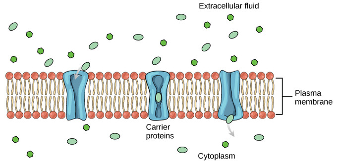 An illustration of carrier-mediated transport