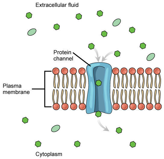 An illustration of channel-mediated transport.[