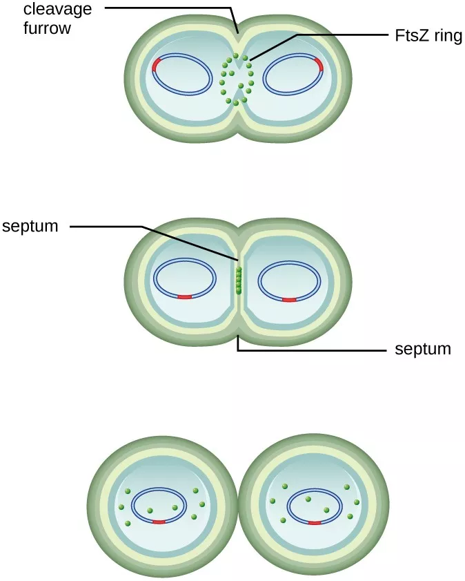 Process of binary fission