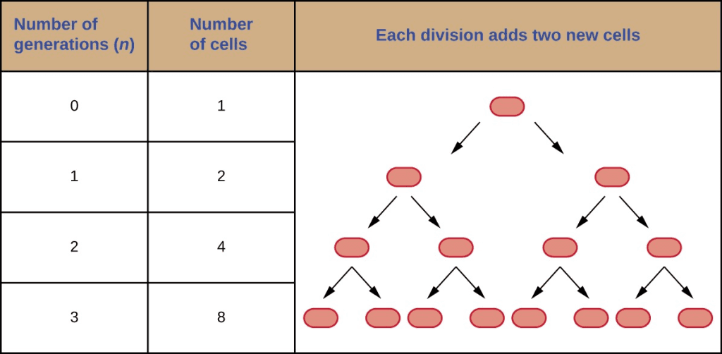 representation of the doubling of bacterial cells in each generation