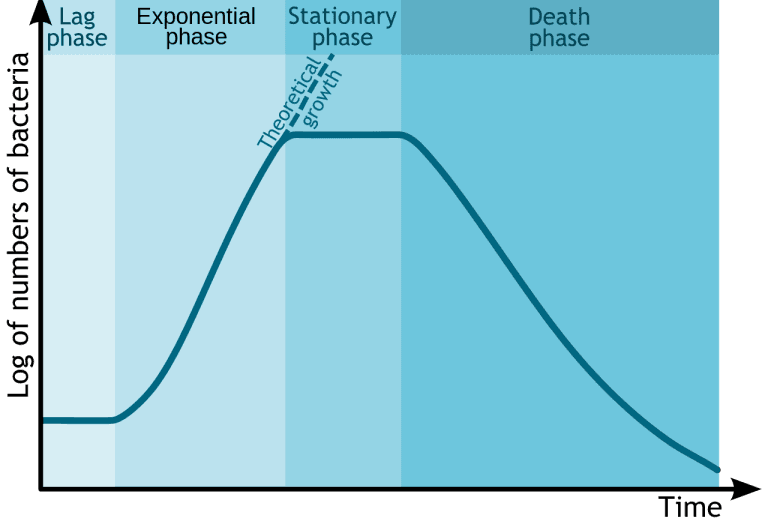 Bacteria Growth: The Science Behind How These Microbes Grow!