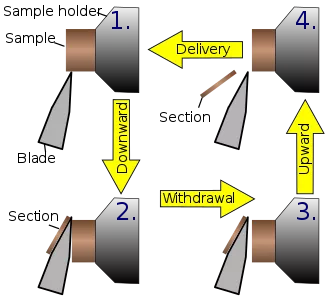Working mechanism of the rotary microtome