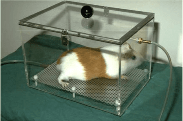 A lab animal in an anesthesia chamber