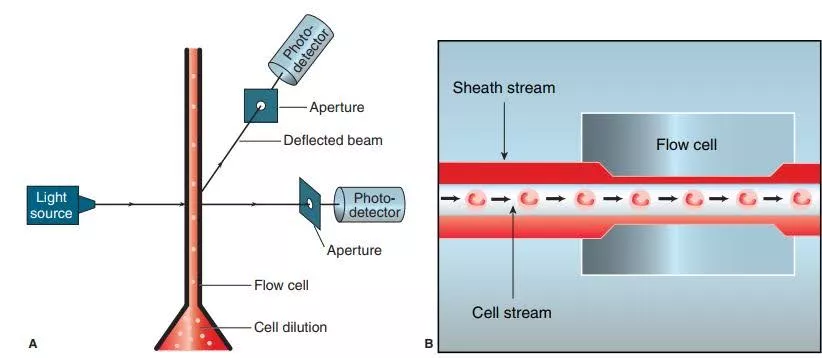 An illustrative diagram of the workings of the light-scattering cell counting experiment