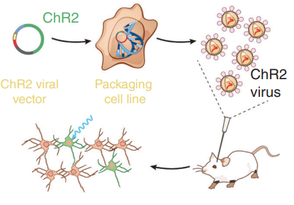 An illustrative diagram of introducing genetically altered genes with opsin protein ChR2 in a mouse