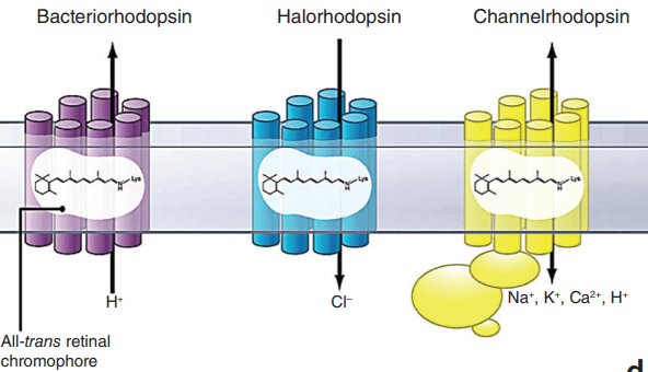 An illustrative diagram of the three main classes of microbial opsins used in single component optogenetics