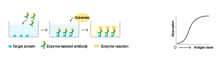 An illustration of the process of direct ELISA