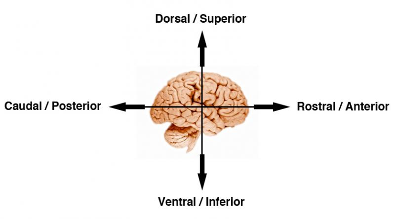 A schematic diagram of different regions of the brain and their scientific terms