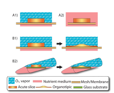 An illustration of different types of brain slice chambers: (A1) Interface chamber; (A2) submerged slice chamber; (B1) Organotypic slice chambers with interface chamber; and (B2) Organotypic slice chambers in a rotary tube