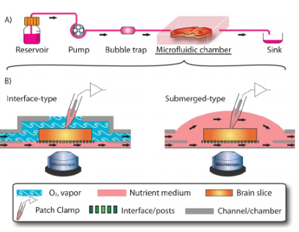 An illustration of a microfluidic device: (A) integrated into the linear experimental set-up; and (B) combined with conventional slice chambers