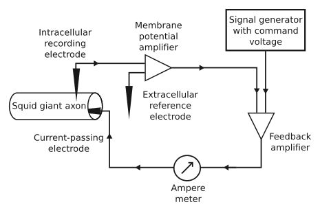 schematic diagram of the negative feedback of the voltage clamp