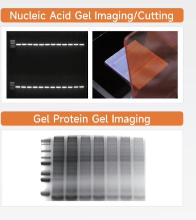 High sensitive Gel Imaging System - Gel &amp; Protein Analysis