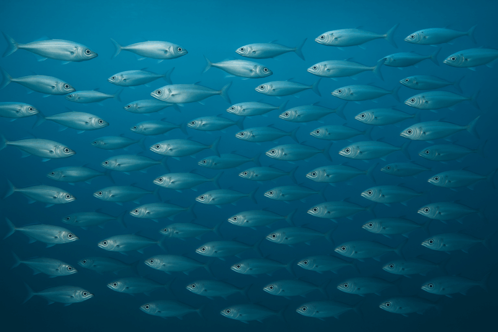 Inter-fish distance in social preference assay